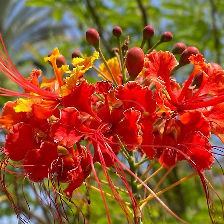 La Casita De Matilda, 1A Lejlighed Las Palmas de Gran Canaria Eksteriør billede