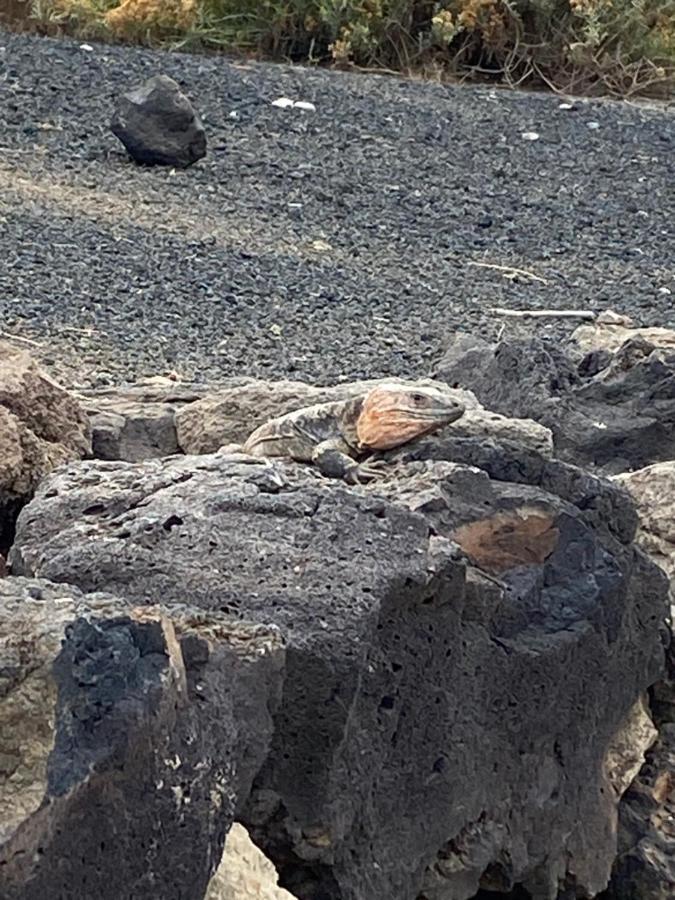 La Casita De Matilda, 1A Lejlighed Las Palmas de Gran Canaria Eksteriør billede